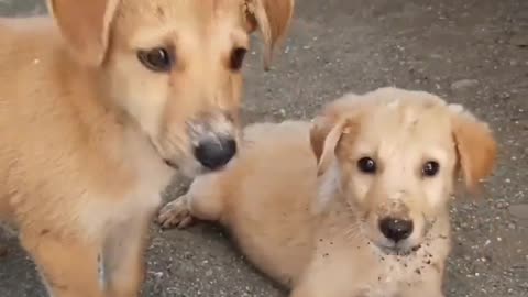 Cute Local Puppies