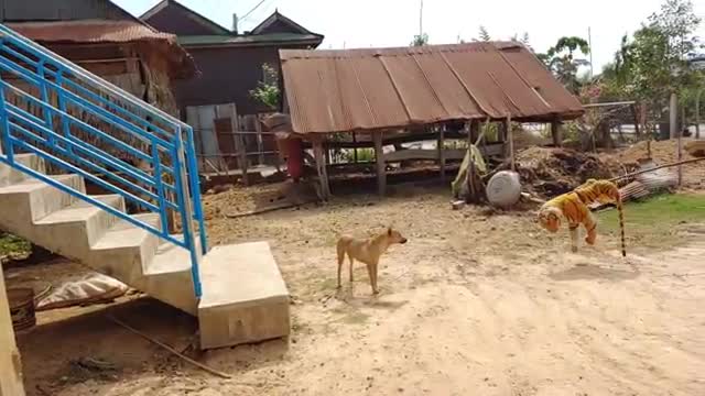 Fake Tiger Dog Prank, SO Funny!!!