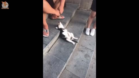 cute puppies doing funny thing 2021