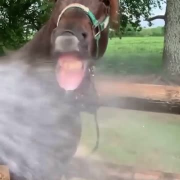 🤣🤣🤣 Horse prank taking from the hose 🤣🤣🤣