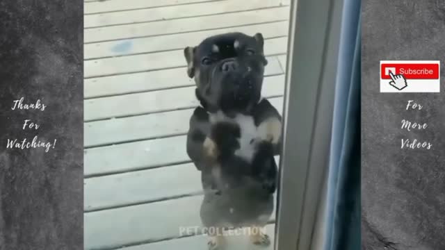 Cute funny pet dog video