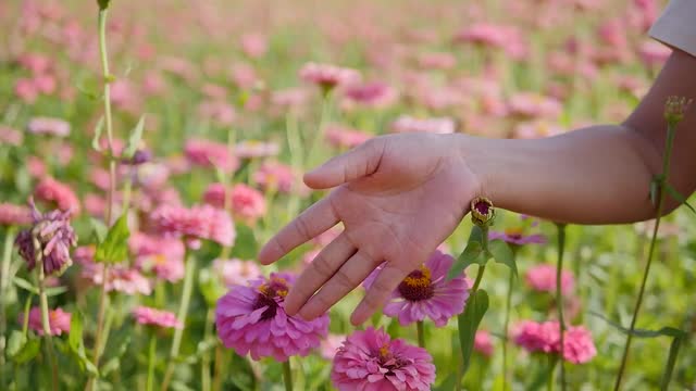 woman touches flowers