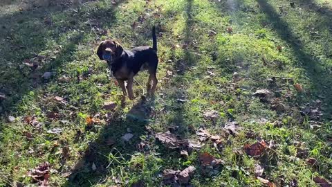 Happy Beagle pup plays more ball