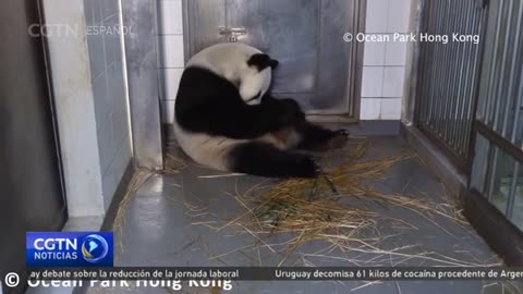 Una madre panda primeriza da a luz a gemelos en RAE de Hong Kong