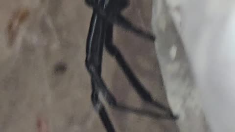 REAL BLACKWIDOW SPIDER found in the barn