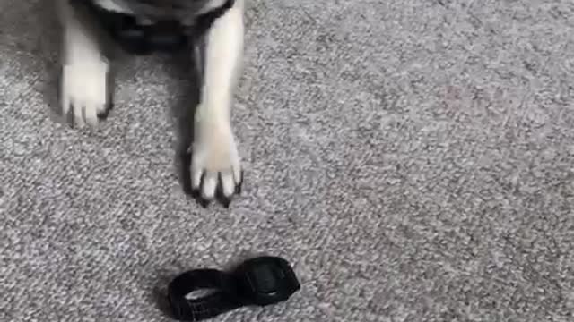 Pug hates a watch