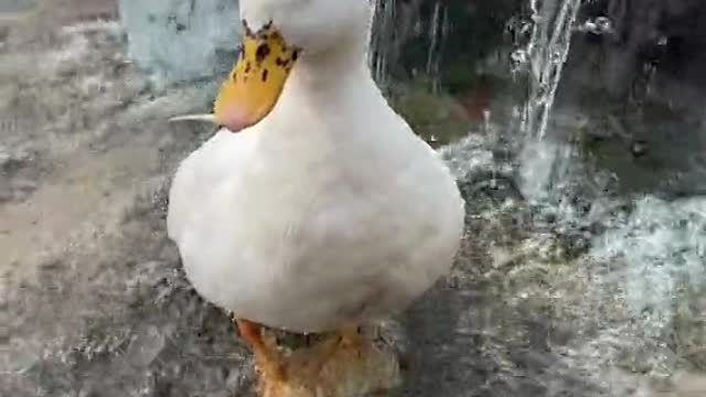 Did you know ducks are waterproof?