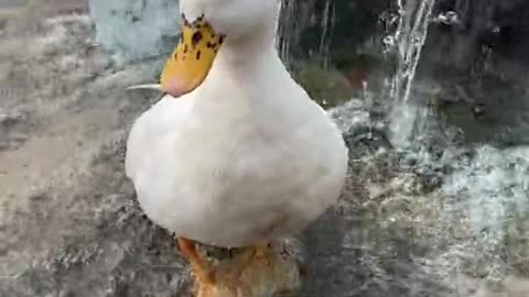 Did you know ducks are waterproof?