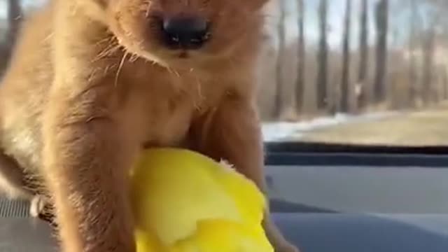 cute dog play with a beautiful parrot