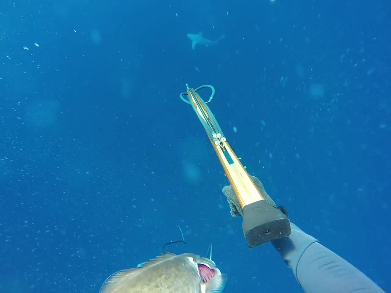 Shark Chases Spear Fisherman Back to Boat