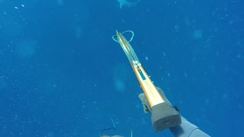 Shark Chases Spear Fisherman Back to Boat