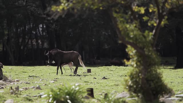 Wild Animals in the Meadows