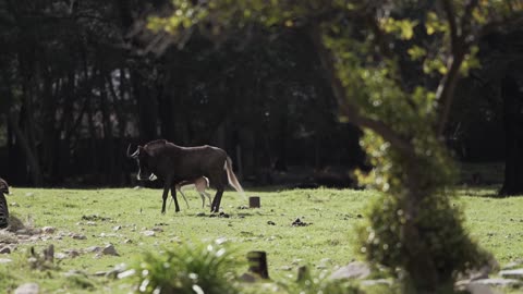 Wild Animals in the Meadows