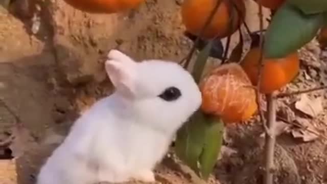 Best Funny Animal Videos of the year, funniest animals ever.