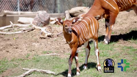 Baby bongo plays with the herd