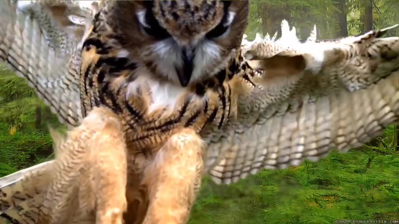 Discovery video | wildlife amazing animals video/love animals and nature beauty videos