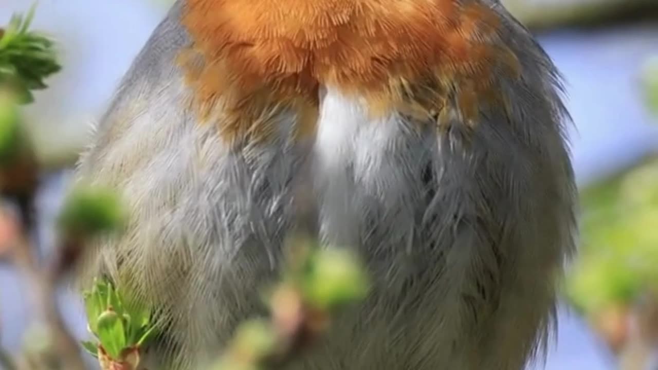 Symphony of singing birds