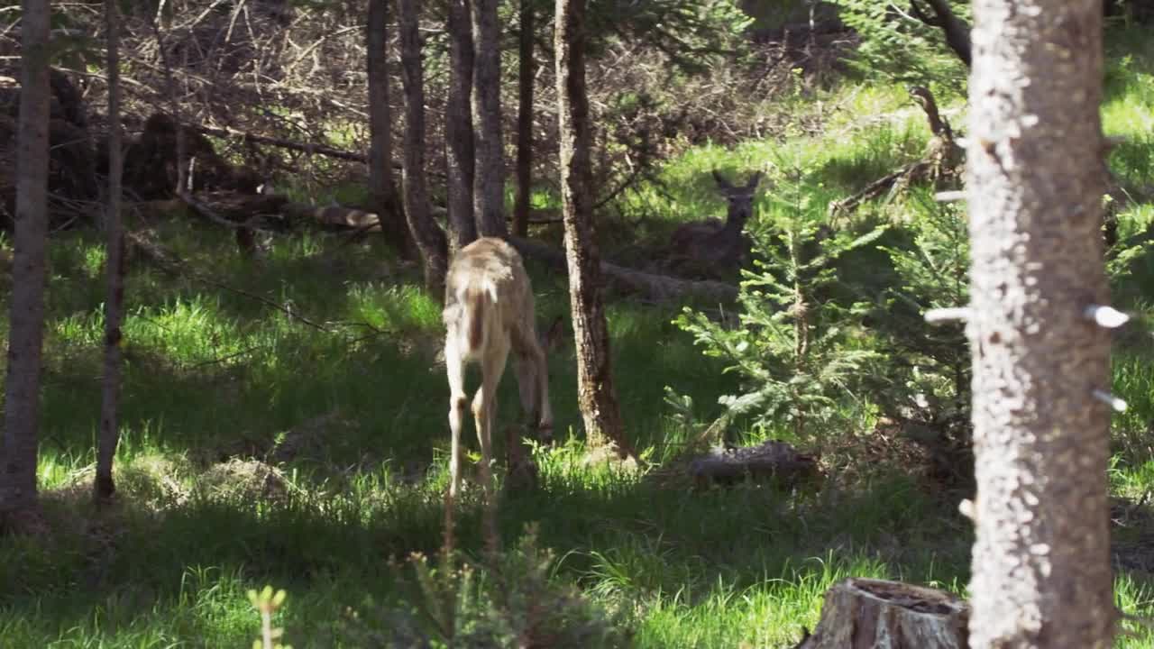 Majestic Deer in a Forest - Wide Angle