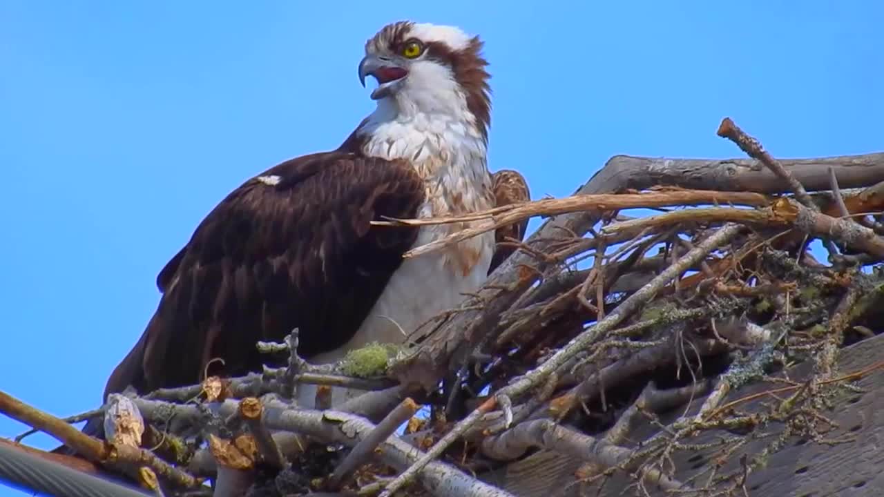 Osprey nesting in Shubie Park