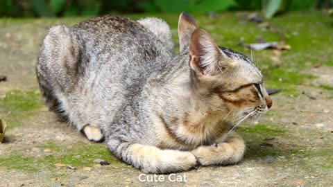 cute cat left alone abandoned by its owner got Emotional!