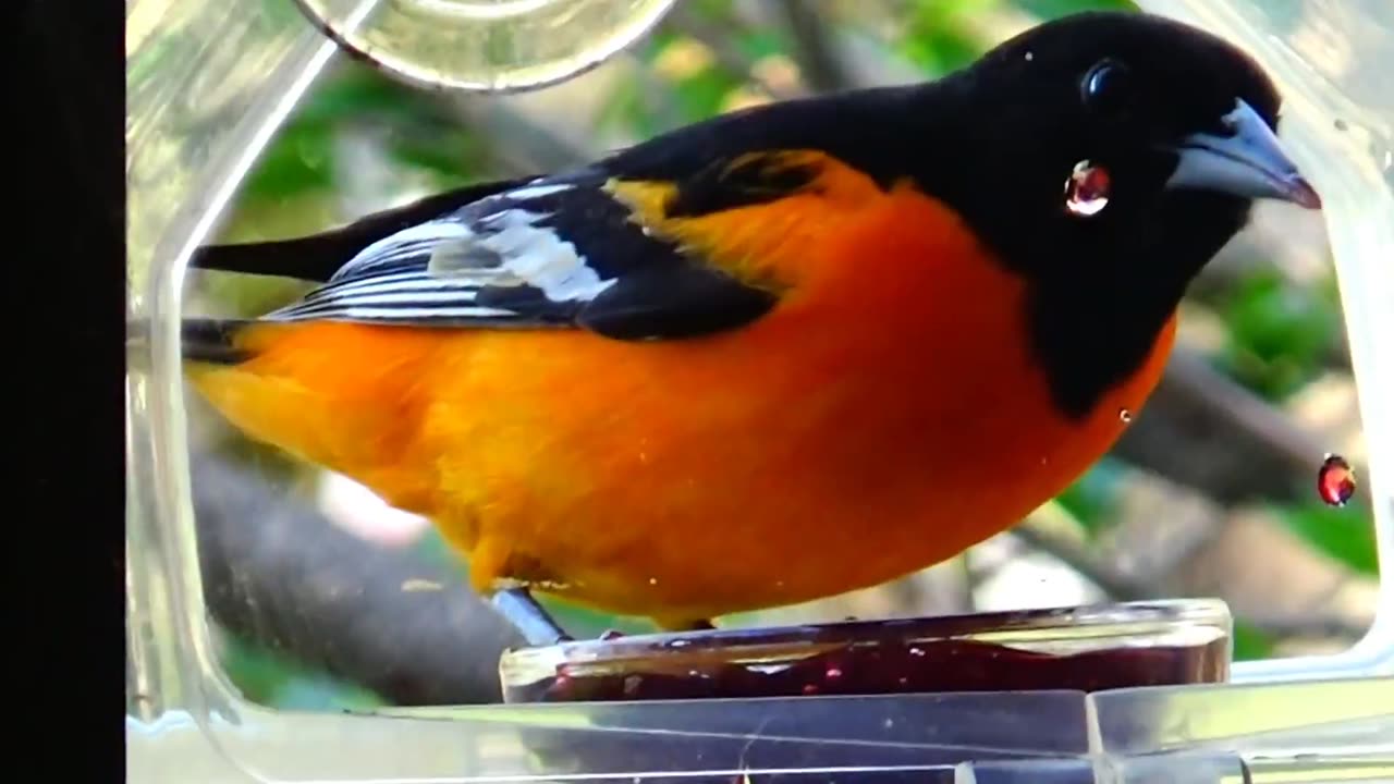 Oriole