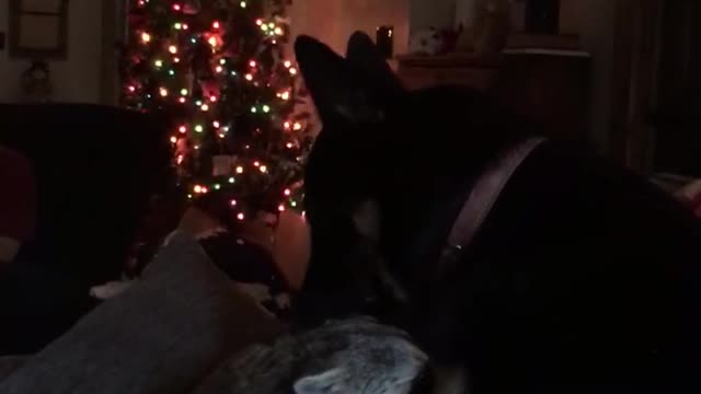 Dog and Raccoon giving each other kisses