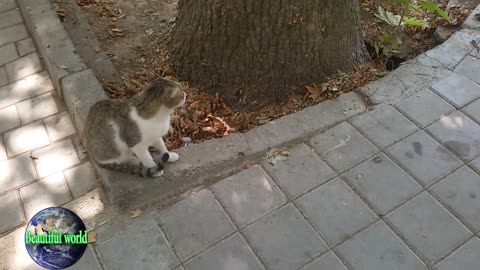funny cat | Playful cat | cats | cat | most popular cat video | popular cat video