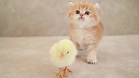 L'orange duveteuse rencontre le Jaune d'œuf 🐥