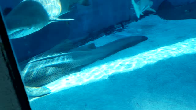 Face to Face with a shark