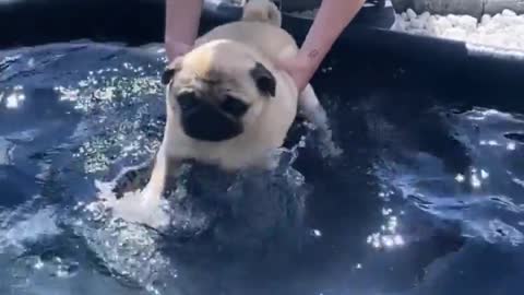From wolf🐺 to shark 🦈 thepugmarve
