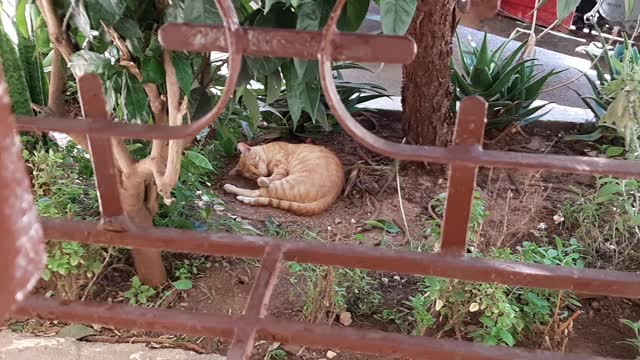 Cute stray cat sleeping in my garden