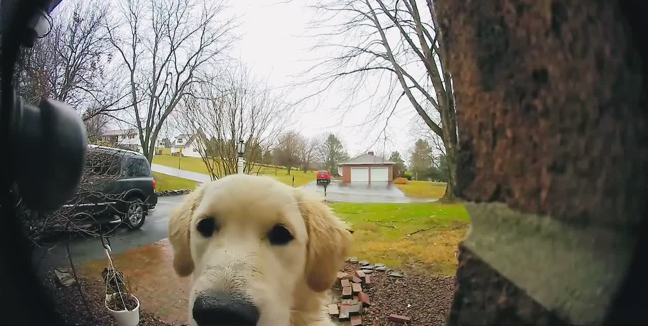 See Golden Retriever Press On Her Owner’s Video Doorbell?