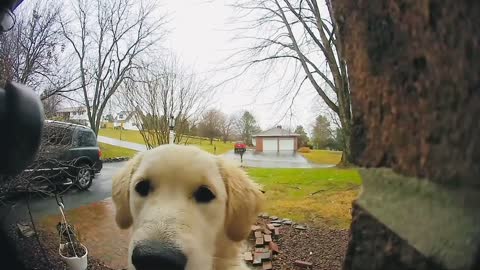 See Golden Retriever Press On Her Owner’s Video Doorbell?