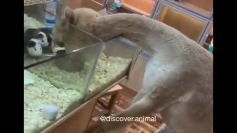 Animals SOO Cute Just a relaxing video 2021