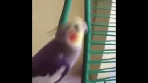 Cute and funny parrots videos compilation