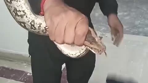 Snake Rescue