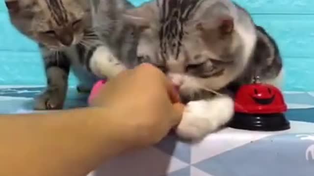 Beautiful cat video