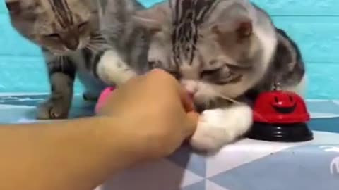 Beautiful cat video