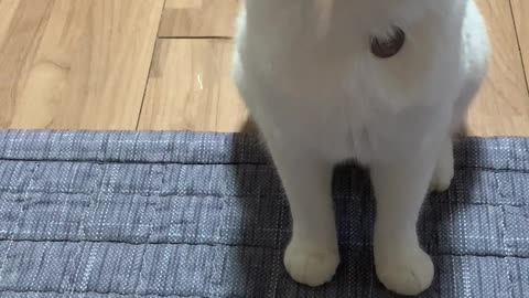 Cat playing with vinyl