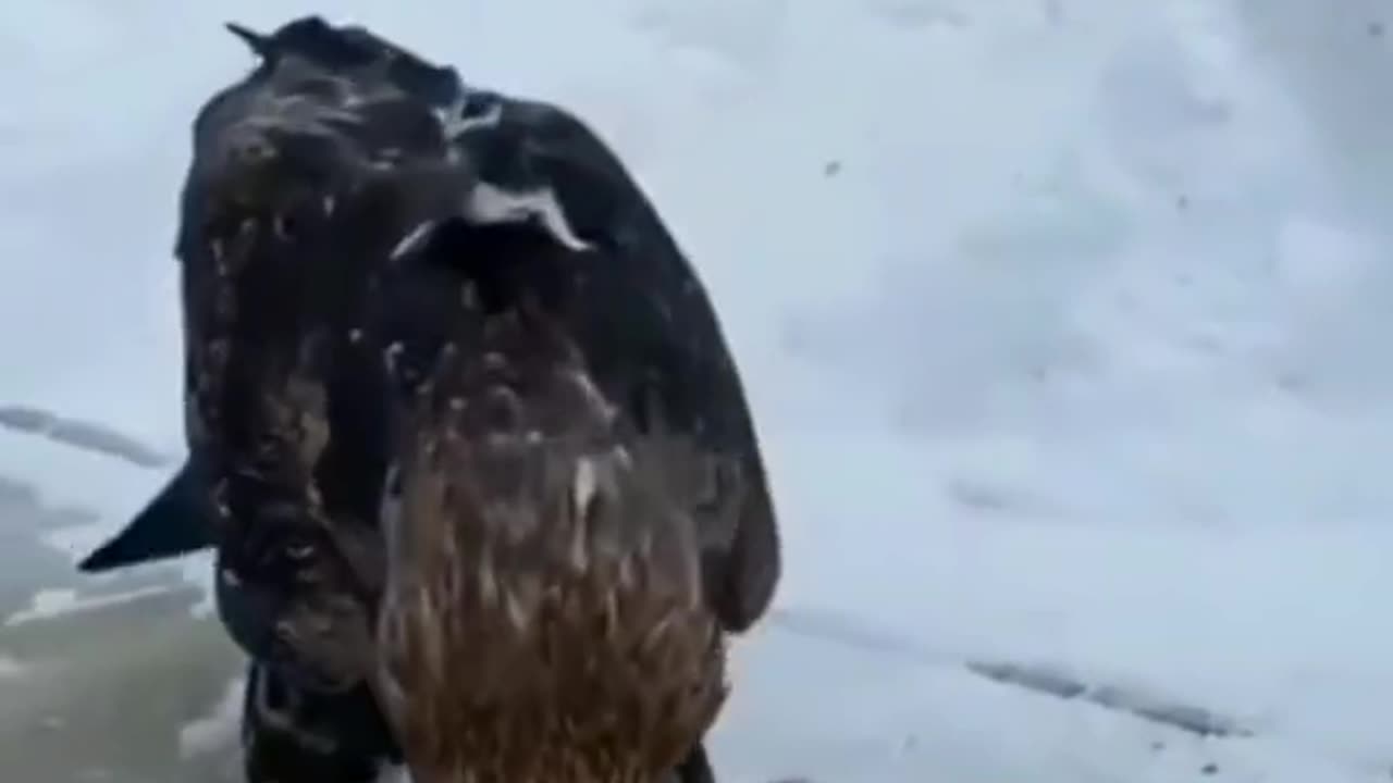 hawk eating meat 😯 #shorts #short #youtubeshorts #viral #animals #trending #nature