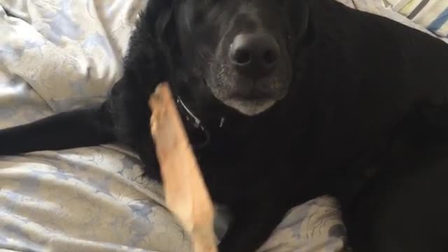 Black dog chewing on wooden spoon on bed