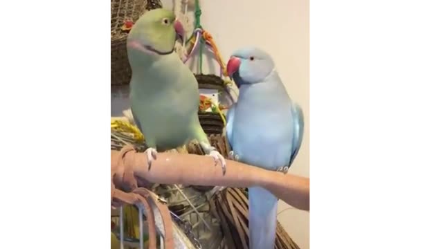 Parrot kisses brother, says "I love you"