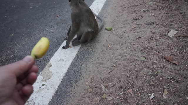 Monkey turns away from bananas