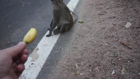 Monkey turns away from bananas