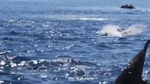 The perfect jump of a dolphin