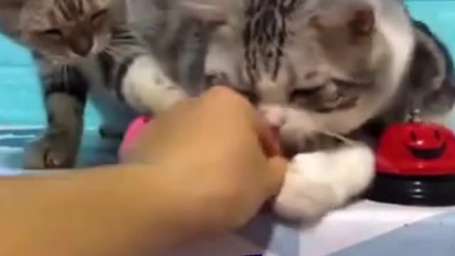 Funny Cat Game Don't try to hold back Laughter