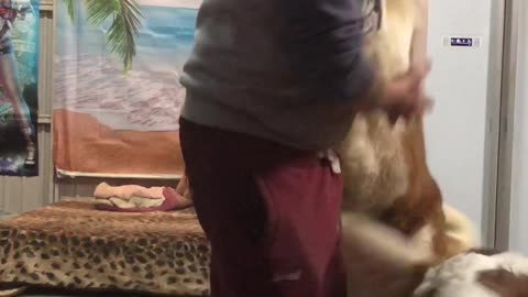 No Such Thing as Too Much Love... or Dogs