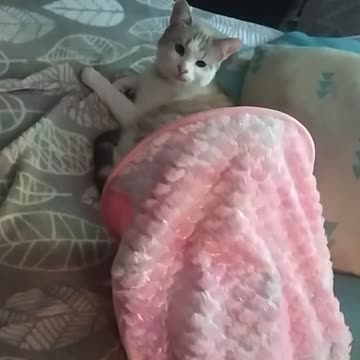 Little cat mermaid 🧜