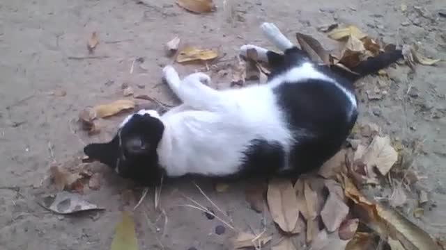 Gatinha preta e branca fica se espojando na areia e folhas, é muito carinhosa! [Nature & Animals]