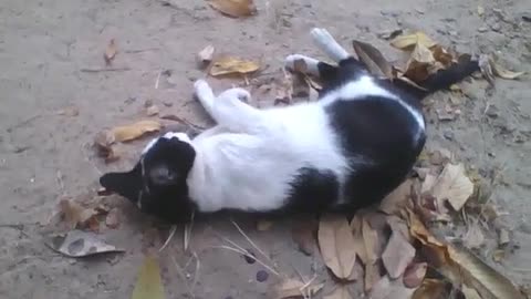 Gatinha preta e branca fica se espojando na areia e folhas, é muito carinhosa! [Nature & Animals]